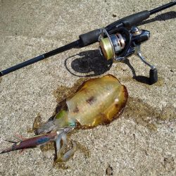 越前海岸でエギング